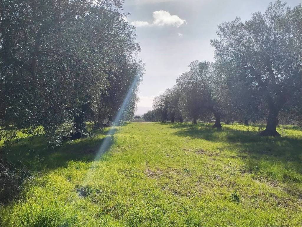 Terreno a Magliano in toscana in Amiatina No Number - Foto 3