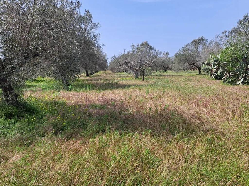 Terreno a Caltagirone in Via Andromeda, 1211 - Foto 5