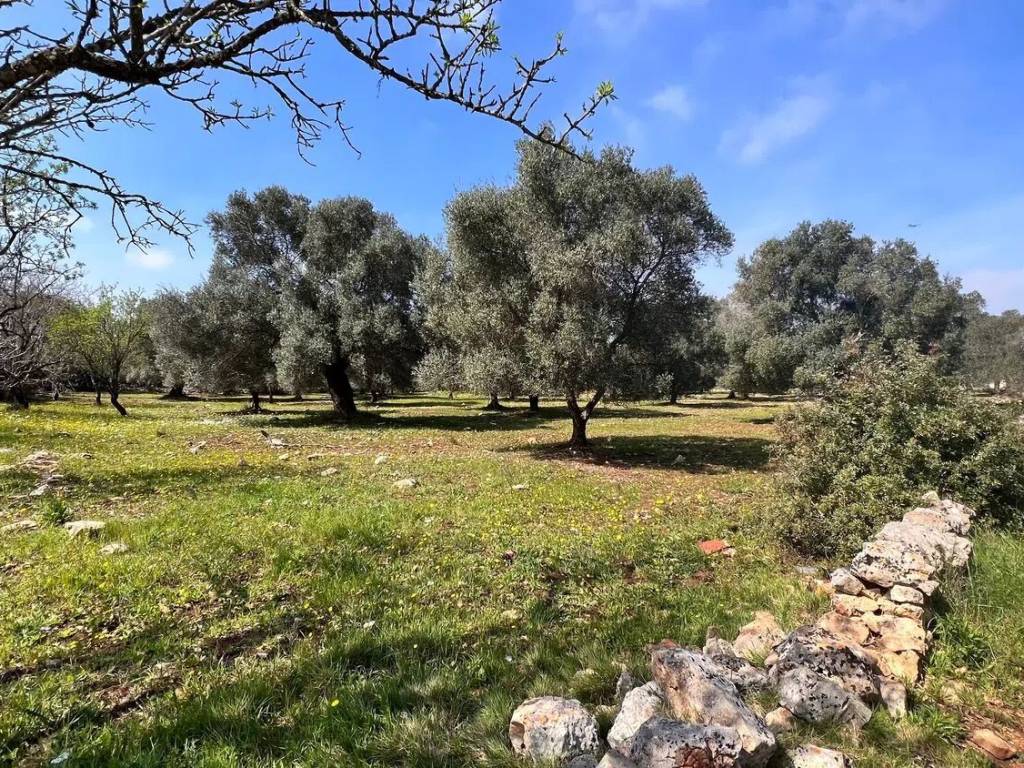 Terreno a Carovigno - Foto 3