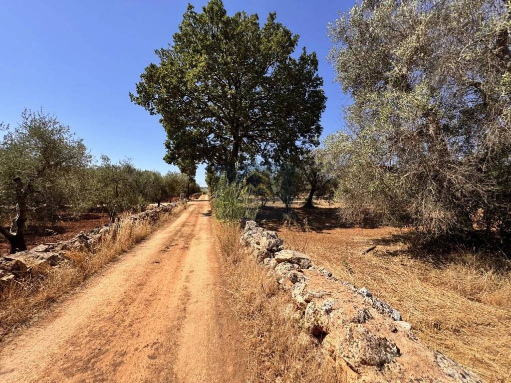 Terreno a Ceglie messapica in Strada Provinciale 28 - Foto 3