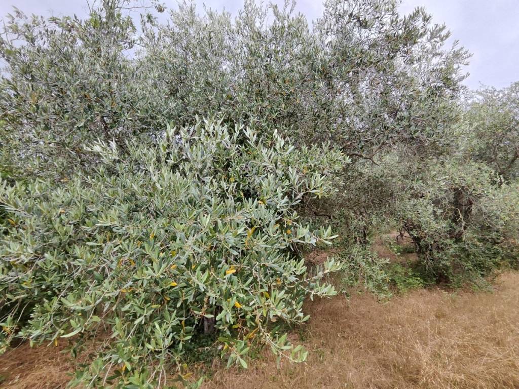 Terreno a Senigallia - Foto 3
