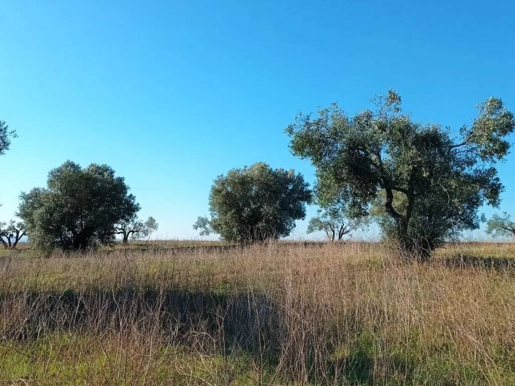 Terreno a Viterbo in Strada Monterazzano S.N.C. - Foto 5