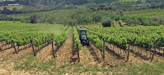 Rustico / casale a Nizza monferrato in Strada Baglio, 8 - Foto 2