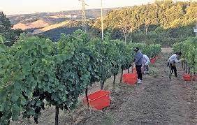 Rustico / casale a Nizza monferrato in Strada Baglio, 8 - Foto 3