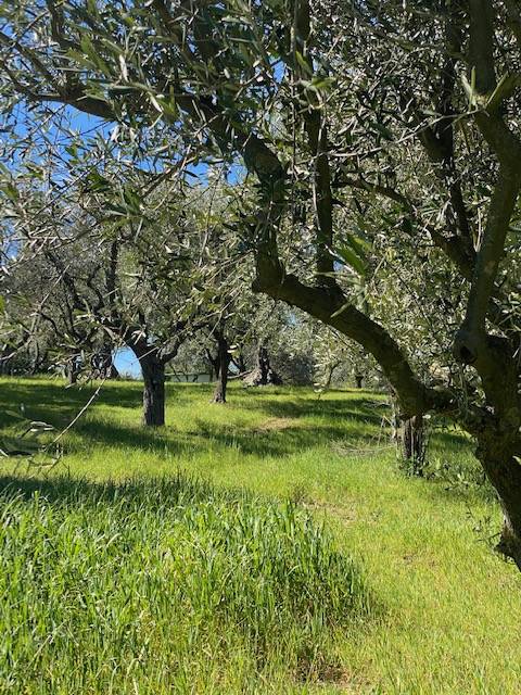 Villa a Cartoceto in Strada Provinciale Sant'Anna - Foto 2