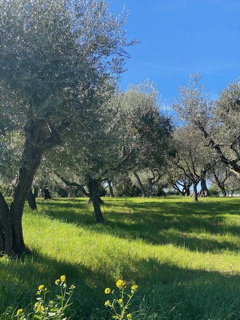 Villa a Cartoceto in Strada Provinciale Sant'Anna - Foto 3