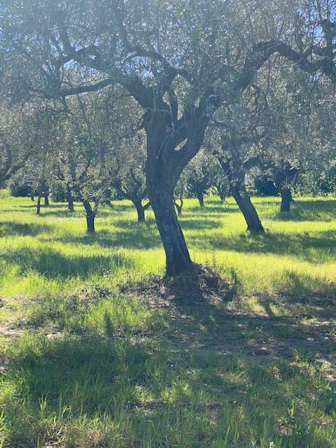 Villa a Cartoceto in Strada Provinciale Sant'Anna - Foto 4