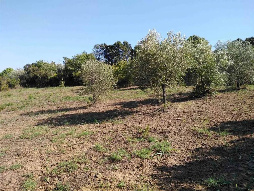 Terreno a Piombino - Foto 2