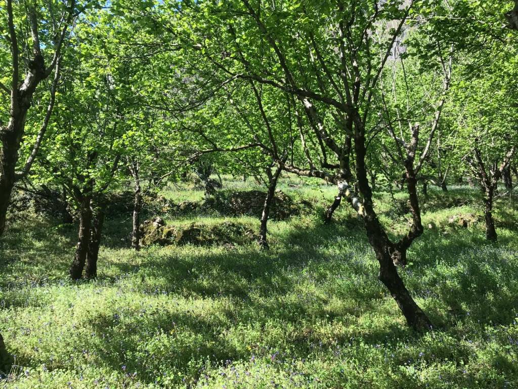 Terreno a Giffoni valle piana in Via Carbonara - Foto 3