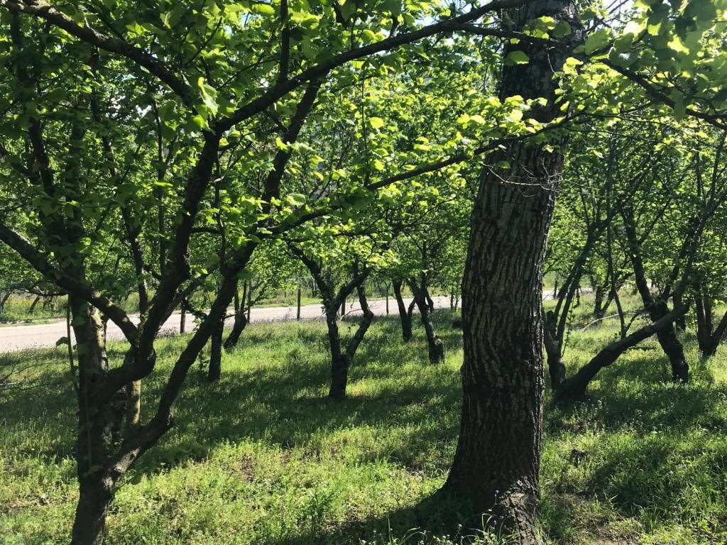 Terreno a Giffoni valle piana in Via Carbonara - Foto 4