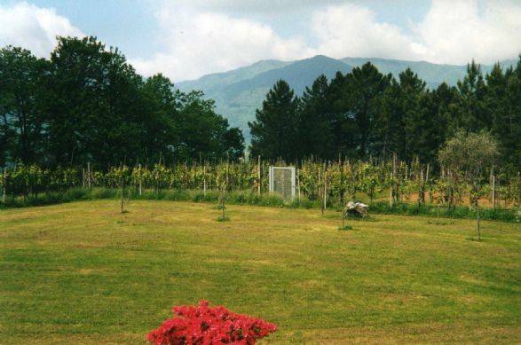 Villa a Riccò del golfo di spezia - Foto 5