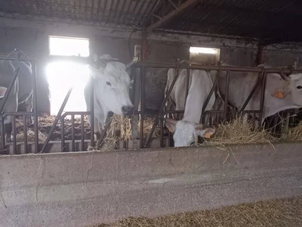 Immobile a Acquapendente - Foto 2