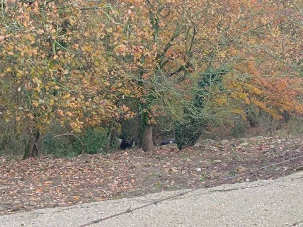 Immobile a Acquapendente - Foto 4