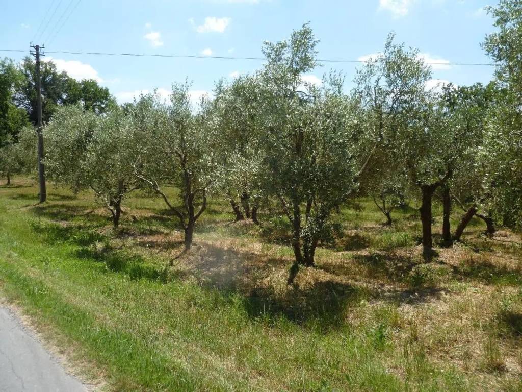 Rustico / casale a Proceno - Foto 3