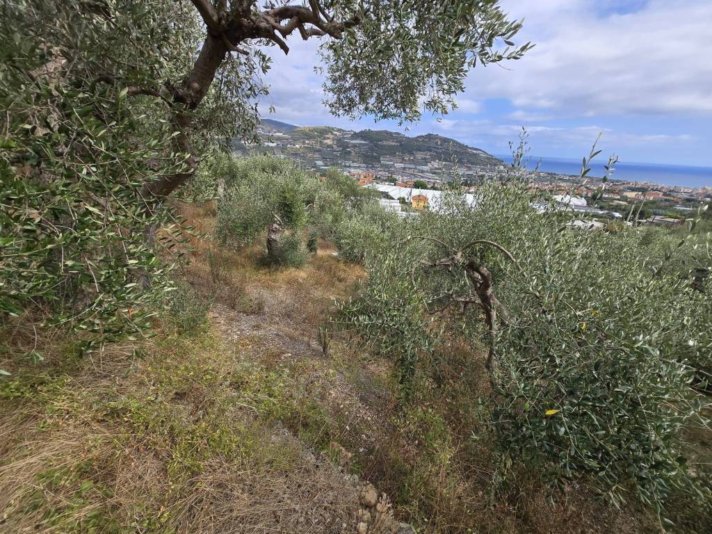 Terreno a Taggia in Via Beglini - Foto 3