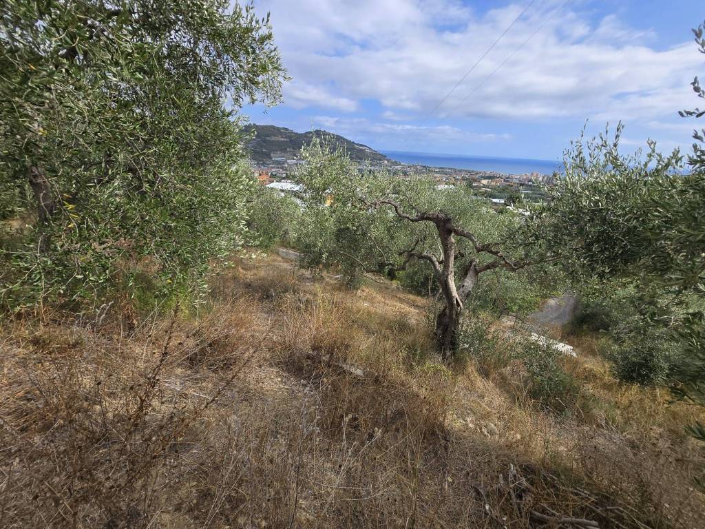 Terreno a Taggia in Via Beglini - Foto 4