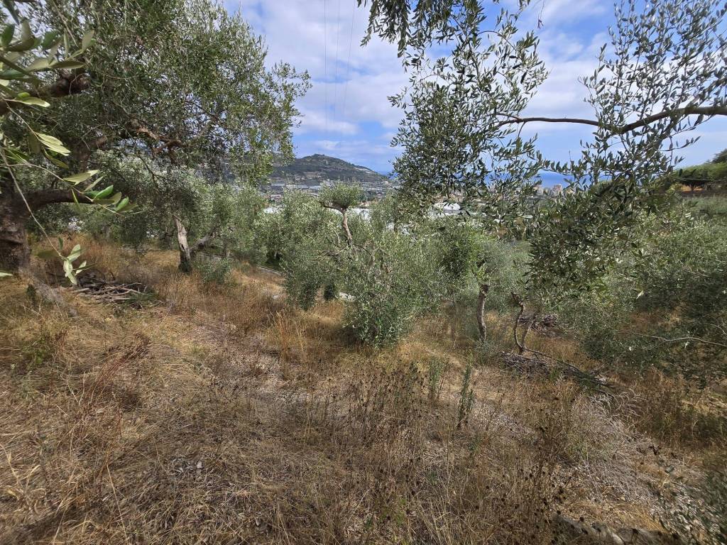 Terreno a Taggia in Via Beglini - Foto 5