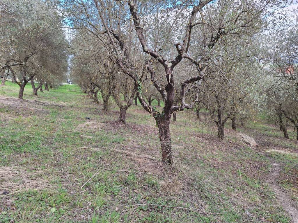 Terreno a Foglianise in Via Palmenta - Foto 4