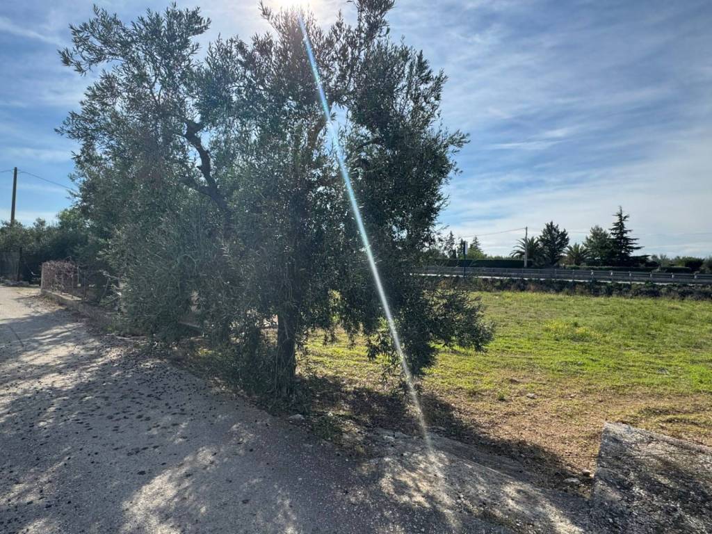 Terreno a Trani in Strada Moschetto - Foto 5
