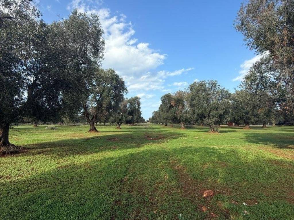 Terreno a Carovigno in Contrada Caselli Morggicchio - Foto 2