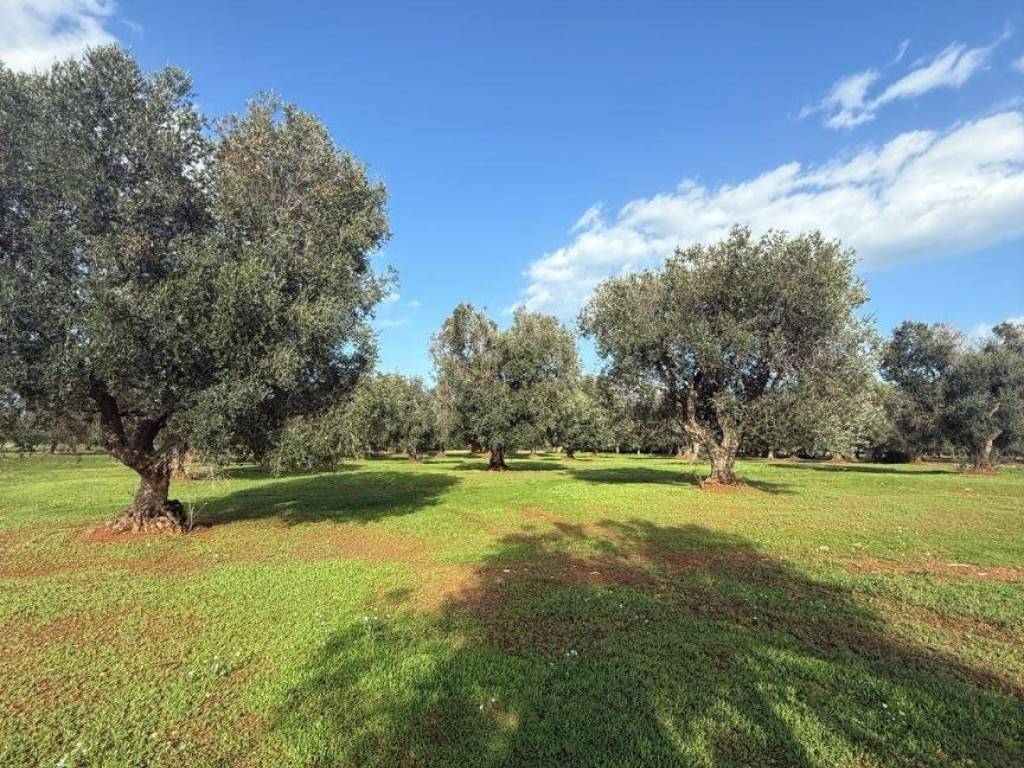 Terreno a Carovigno in Contrada Caselli Morggicchio - Foto 3