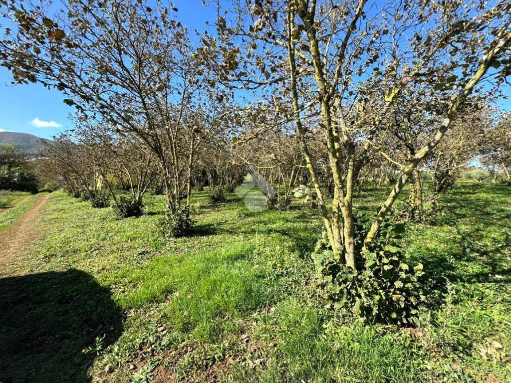 Terreno a San cesareo in Via della Faina - Foto 2