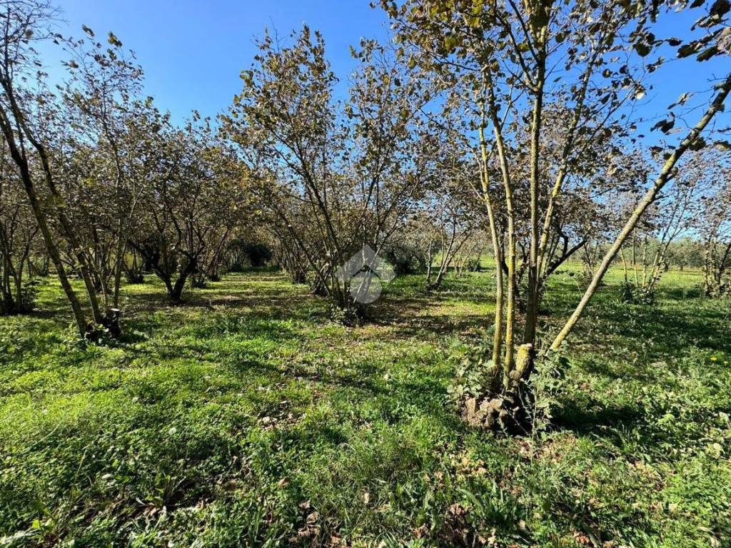 Terreno a San cesareo in Via della Faina - Foto 3