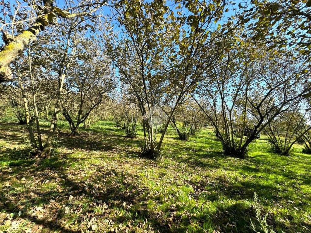 Terreno a San cesareo in Via della Faina - Foto 5