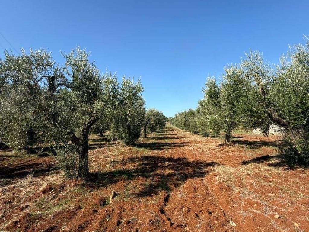 Rustico / casale a Carovigno in Contrada Colacurto - Foto 2