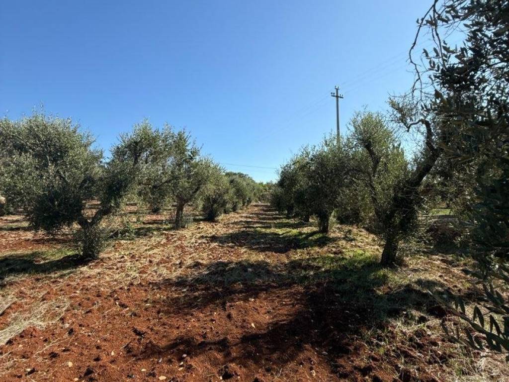 Rustico / casale a Carovigno in Contrada Colacurto - Foto 5