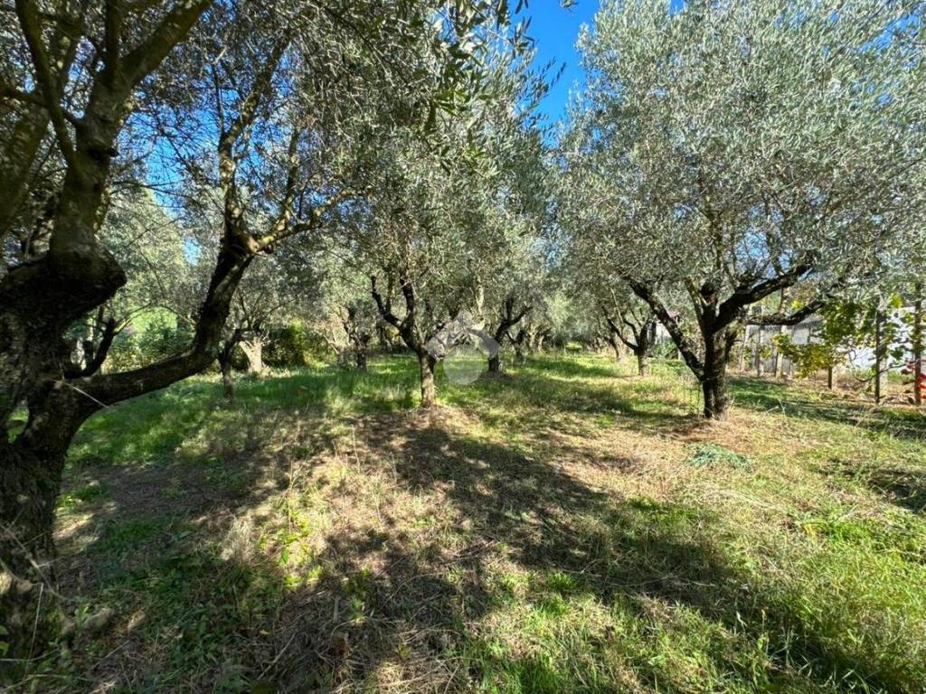 Rustico / casale a San cesareo in Via Colle Pallone Vecchio, 24 - Foto 4