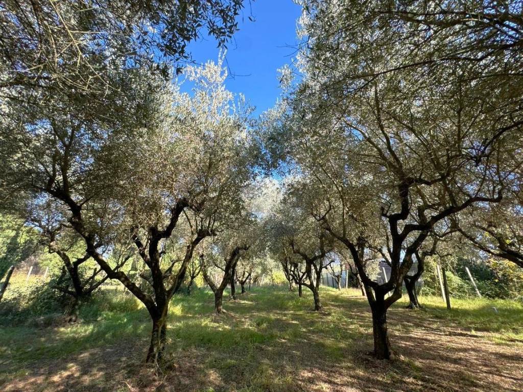 Rustico / casale a San cesareo in Via Colle Pallone Vecchio, 24 - Foto 5