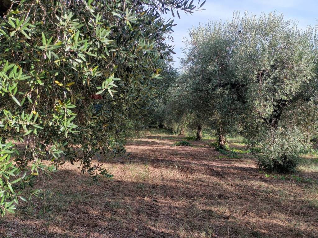 Terreno a Miglianico in c.da Foreste - Foto 3
