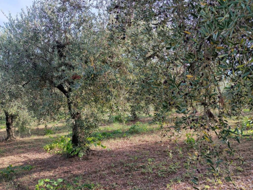 Terreno a Miglianico in c.da Foreste - Foto 4