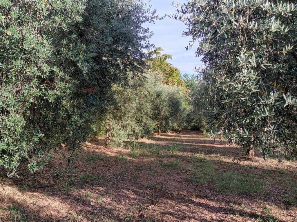 Terreno a Miglianico in c.da Foreste - Foto 5