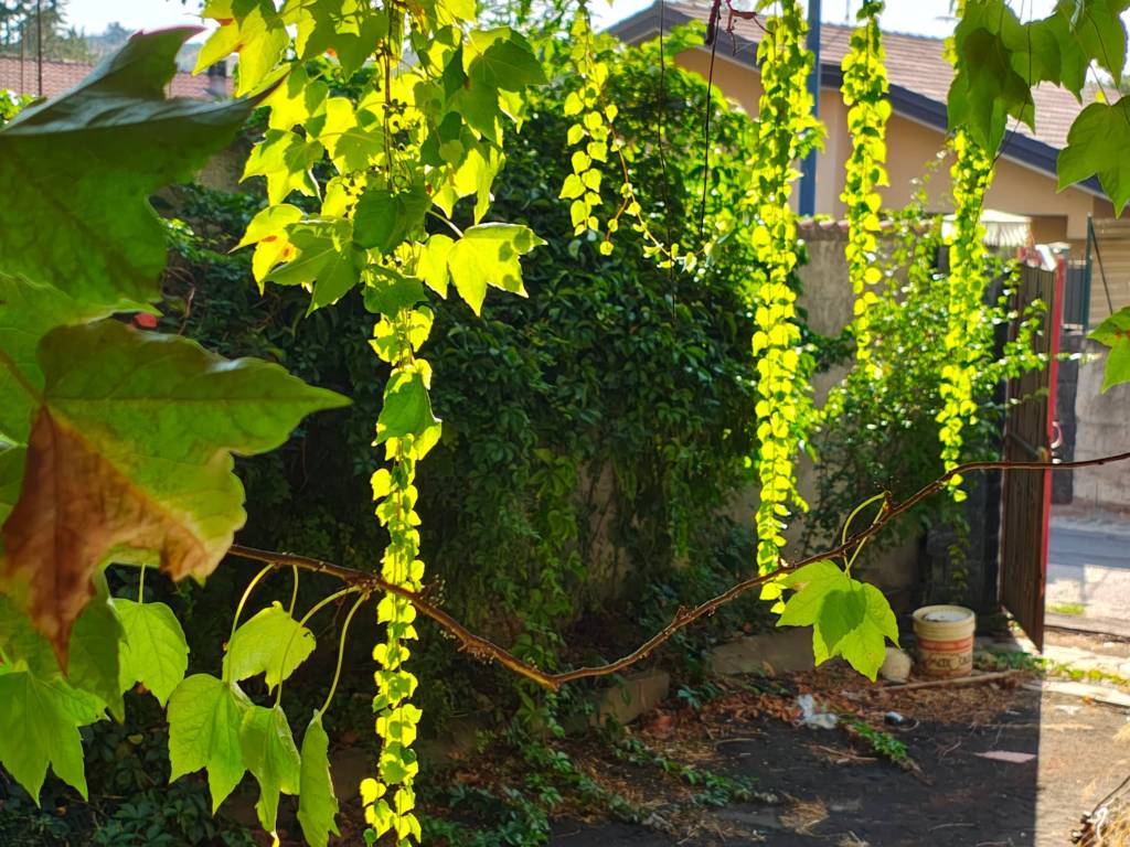 Villa a Pedara in Via degli Oleandri, 25 - Foto 3
