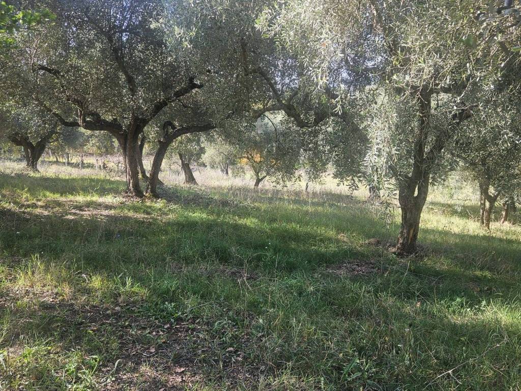 Terreno a Guidonia montecelio in Strada per Sant'Angelo Romano - Foto 2