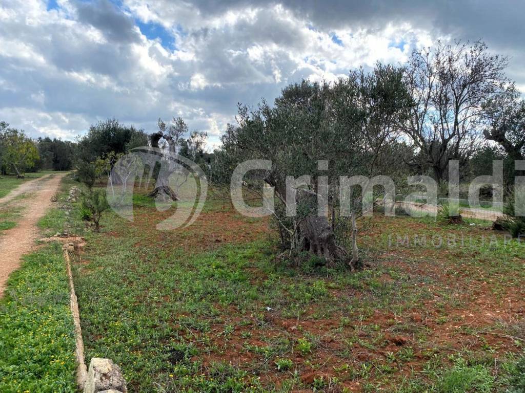 Terreno a Sannicola in località cimino, 0 - Foto 2