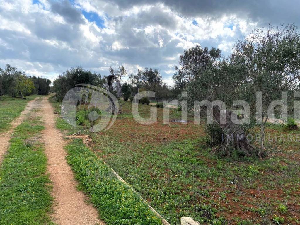 Terreno a Sannicola in località cimino, 0 - Foto 3