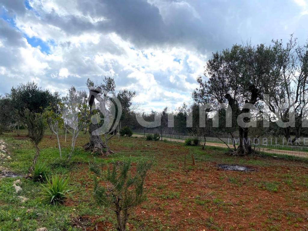 Terreno a Sannicola in località cimino, 0 - Foto 5