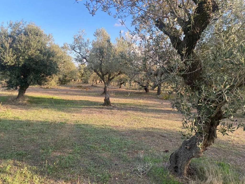 Terreno a Matera in Strada Provinciale 11 - Foto 3