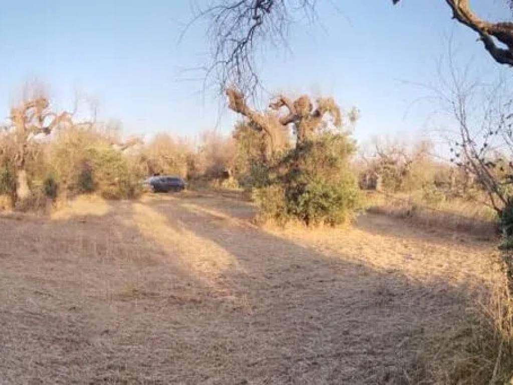 Terreno a Alessano - Foto 2