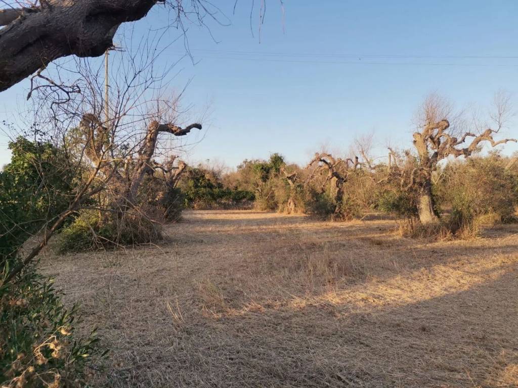 Terreno a Alessano - Foto 3
