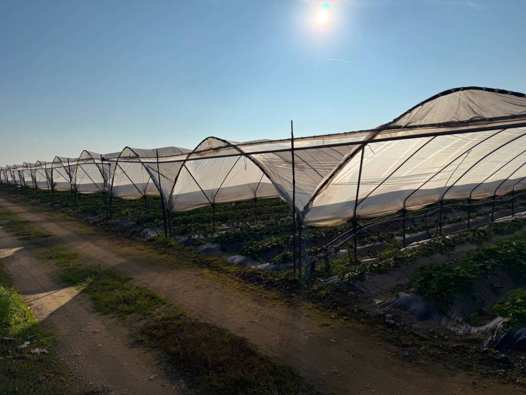 Terreno a San giovanni lupatoto in Via Fossa Crear - Foto 2