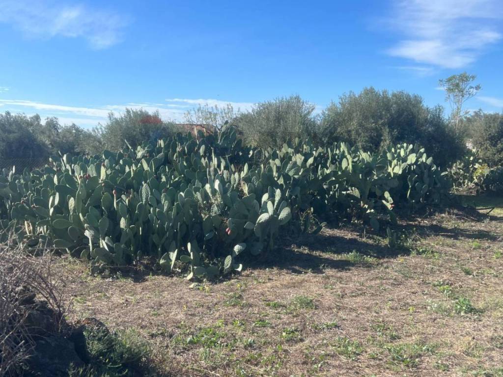 Terreno a Belpasso in STRADA COMUNALE DECIMA - Foto 3