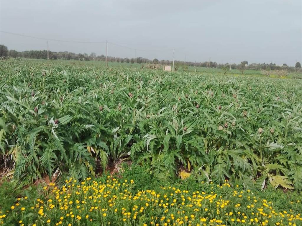 Terreno a Brindisi - Foto 3