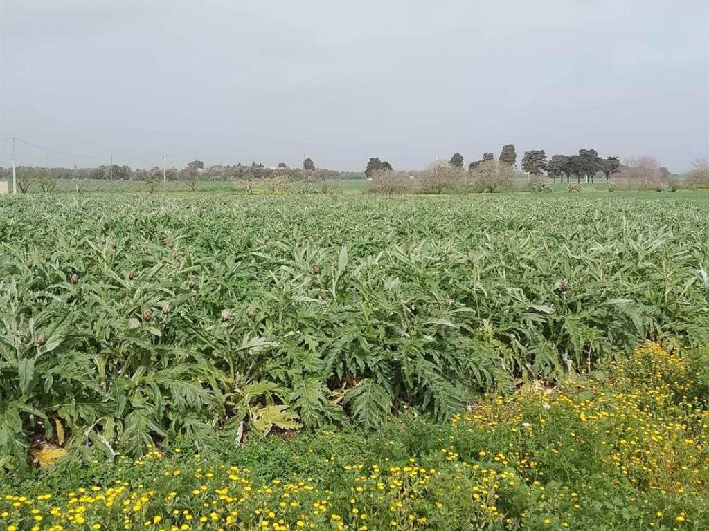 Terreno a Brindisi - Foto 4