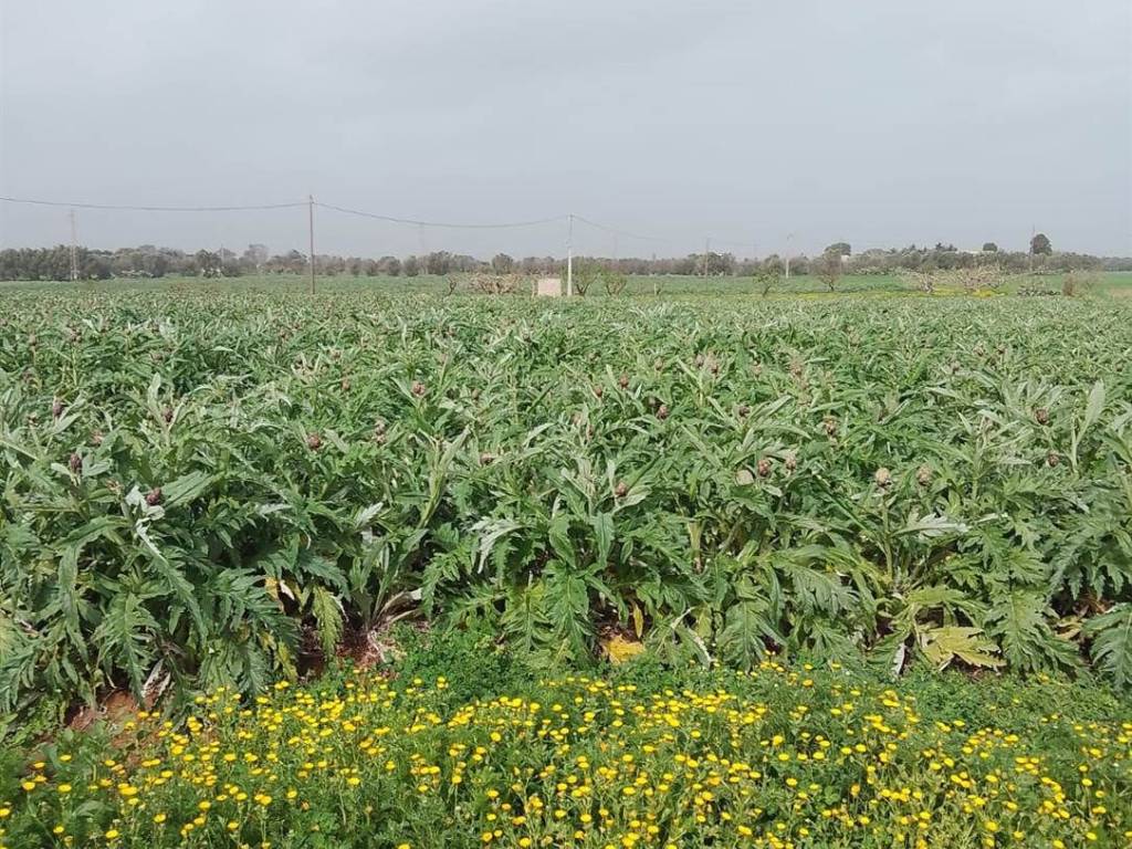 Terreno a Brindisi - Foto 5