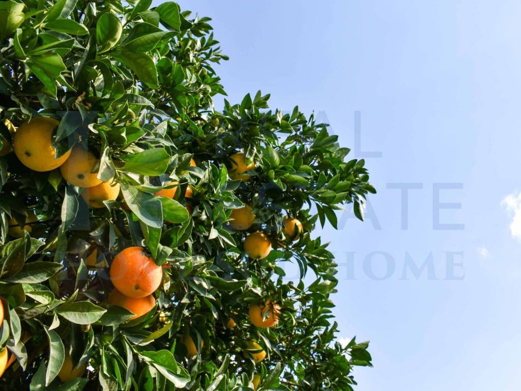 Terreno a Noto in Contrada Busulmone - Foto 3