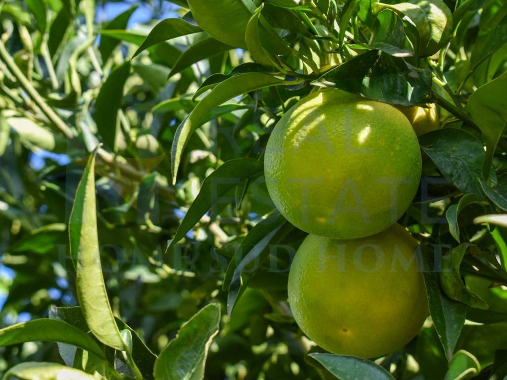 Terreno a Noto in Contrada Busulmone - Foto 5